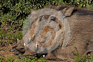 Warthogs sleeping photo