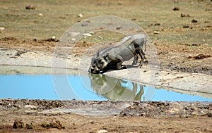 Warthogs in South Africa