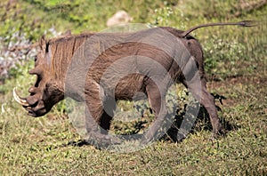 Warthogs in South Africa\'s Kruger National Park live in the wild in this natural area of African savannah