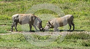 Warthogs stopping for a quick meal
