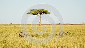 Warthogs wallowing in small pool in lush grasslands, acacia tree in background, typical African Wild