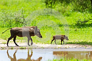 Warthogs by a water