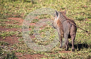 Warthogs in the wild in the African savannah of the Kruger National Park in South Africa