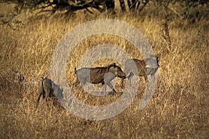 Warthogs, wild member of the pig family, in the Kruger National Park, South Africa