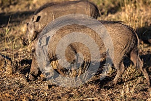 Warthogs Wildlife Animals photo