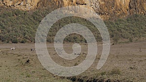 Warthogs And Zebras Graze In The Meadow In The Dusty And Arid African Valley