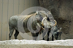 Warthogs at zoo