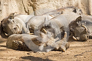 Warthoq family sleeping in the sun, Phacochoerus africanus