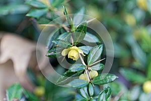 Warty barberry bush Berberis verruculosa