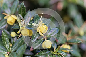 Warty barberry bush Berberis verruculosa