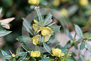 Warty barberry bush Berberis verruculosa