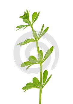 Warty bedstraw plant isolated on white background, Galium verrucosum