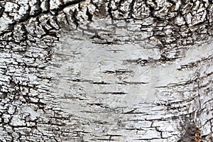 Warty birch tree bark, a natural pattern