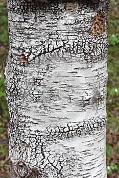 Warty birch trunk, a natural pattern