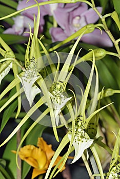 Warty Brassia Orchid