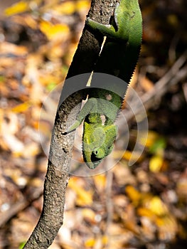 the Warty Chameleon,. Furcifer verrucosus sits on a branch. Isalo National Park. the wild nature of Madagascar