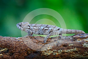 Warty chameleon Furcifer verrucosus sitting on the branch in forest habitat. Exotic beautifull endemic green reptile with long tai