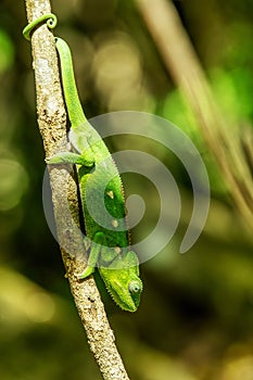 Warty chameleon spiny chameleon or crocodile chameleon Furcifer verrucosus, Isalo National Park