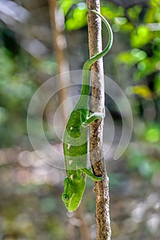 Warty chameleon spiny chameleon or crocodile chameleon, Furcifer verrucosus, Isalo National Park. Madagascar wildlife