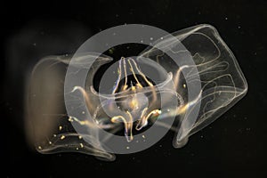 Warty comb jelly