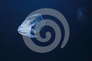 Warty comb jelly