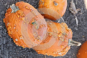 Warty Connecticut Field Pumpkin, Cucurbita pepo