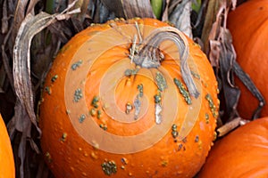 Warty Connecticut Field Pumpkin, Cucurbita pepo