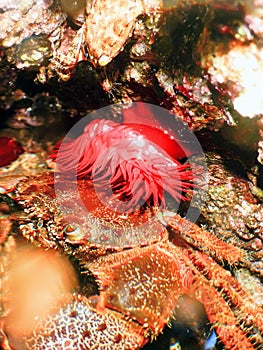 Warty Crab,  Red Anemone, Underwater