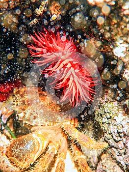 Warty Crab, Red Anemone, Underwater