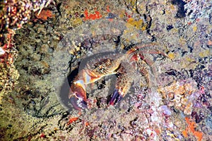 Warty Crab on Reef Underwater