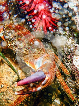 Warty Crab on Reef Underwater