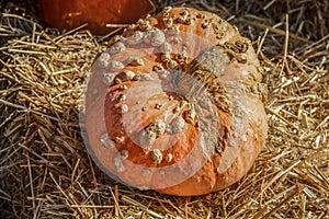Warty decorative orange ugly pumpkin sitting on straw bale - close-up