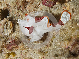 Warty Frogfish