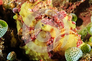 Warty Frogfish