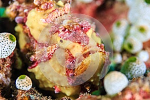 Warty frogfish