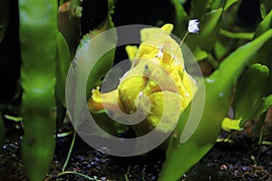 Warty frogfish