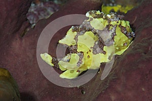 Warty Frogfish Antennarius maculatus