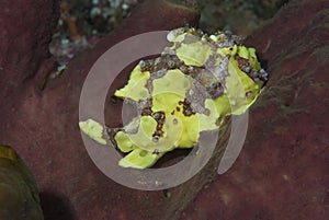 Warty Frogfish Antennarius maculatus