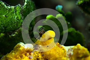 Warty Frogfish Antennarius maculatus