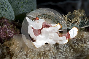 Warty Frogfish Antennarius maculatus