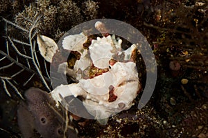 Warty Frogfish - Antennarius Maculatus