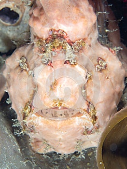 Warty frogfish, Antennarius maculatus. Lembeh, North Sulawesi