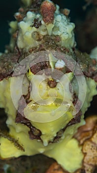 Warty frogfish, Antennarius maculatus. Lembeh, North Sulawesi