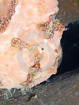 Warty frogfish, Antennarius maculatus. Lembeh, North Sulawesi