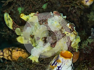 Warty frogfish, Antennarius maculatus. Lembeh, North Sulawesi