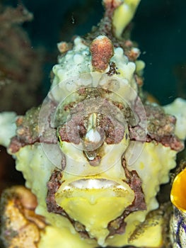 Warty frogfish, Antennarius maculatus. Lembeh, North Sulawesi