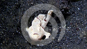 Warty frogfish Antennarius maculatus in Lembeh strait