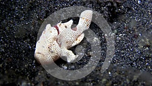 Warty frogfish Antennarius maculatus on the sand in the night in Lembeh strait