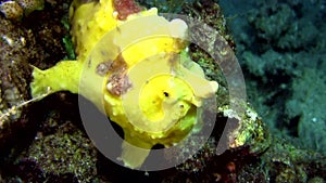 Warty frogfish Antennarius maculatus is yawning in Lembeh strait