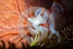 The warty frogfish or clown frogfish is a marine fish belonging to the family Antennariidae.